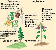Major Differences Com Gymnosperm Horticulture Education Plant Science