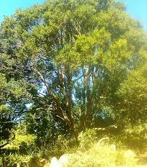 Image result for Scolopia mundii