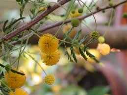 Image result for Acacia farnesiana