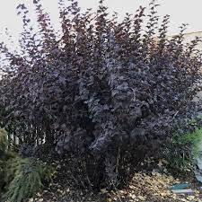 Ninebark is a large shrub with dark green or reddish leaves that form an arching, cascading habit. Diablo Ninebark Arbor Valley Nursery Colorado Wholesale Nursery