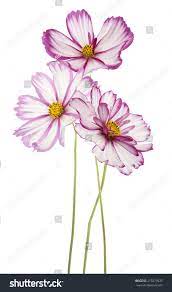 Studio Shot Of Fuchsia Colored Cosmos Flowers Isolated On White Background Large Depth Of Field Dof Loose Watercolor Flowers Cosmos Flowers Flower Painting