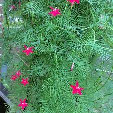 Hummingbird vine, star glory) (ipomoea quamoclit) seeds plus planting instructions, including a color photo of a seedling for easy identification. The Delicate But Aggressive Cypress Vine