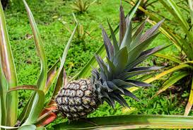 Ruby supreme guava trees buying & growing guide. Do Pineapples Grow On Trees