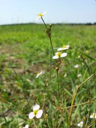 Image result for Aneilema lanceolatum