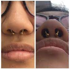 Fresh Septum Piercing Using An Implant Grade Titanium Circular Barbell From Anatometal Anodized Gold In House Septum Piercing Piercing Jewelry Ear Piercings