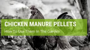 Maybe you would like to learn more about one of these? How To Use Chicken Manure Pellets In The Garden Jack S Garden