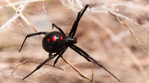 Webs are usually built near the ground (occasionally within dwellings) normally in trash, rubble piles, under or around houses and outbuildings such as privies. How Do Black Widow Spiders Spin Such Strong Silk Earth Com