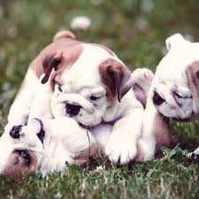 Puppy Behavior From Week To Week What To Expect Petcarerx