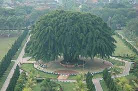 Sebuah akar tunggal panjang yang menunjang pohon yang besar ini dengan tumbuh sangat dalam ke dalam tanah. Tamat Sudah Riwayat Pohon Beringin 141 Tahun Di Alun Alun Lumajang Nusa Daily