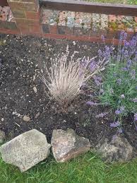 Check spelling or type a new query. What Is Killing My Lavender Gardening Landscaping Stack Exchange