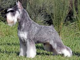 Resultado de imagen para schnauzer miniatura