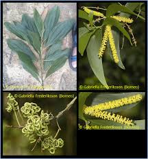 Image result for Acacia mangium