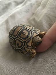 Tort Nap Cute Reptiles Freshwater Turtles Baby Turtles