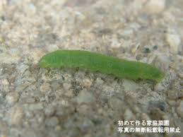 家庭菜園でよく見かける野菜の害虫被害 初めて作る家庭菜園