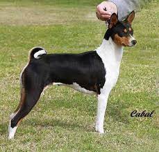 The basenji dog is a primitive zande dog breed that has retained its hunting instincts, yet can also be a gentle and playful family member. Coat And Color