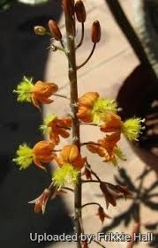 Image result for Anthericaceae