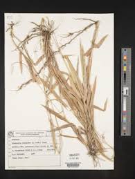Image result for Urochloa brizantha