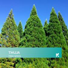 Image result for cuttings thujas