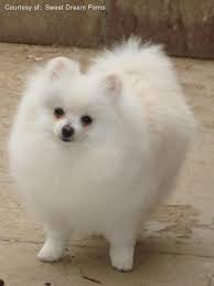 Bear Face Teacup Pomeranian Puppies Available For Sale In Eatontown Price 250 00 Pomeranian Puppy Pomeranian Dogs And Kids