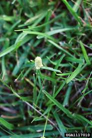 Image result for Kyllinga odorata