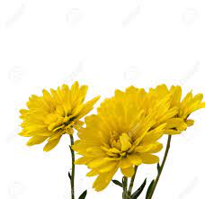Crisantemo Amarillo Sobre Un Fondo Blanco Amarillo Fondo Blanco Crisantemo