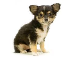 Cute Puppy Chihuahua Cute Chihuahua Long Haired Chihuahua Puppies Chihuahua Puppies