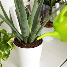 Die echte aloe (aloe vera) hat mittlerweile in vielen haushalten einzug gehalten. Einblatt Und Aloe Vera Sind Gut Fur Das Raumklima Wohnen