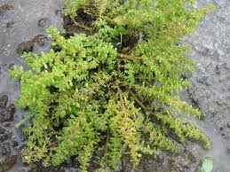 Image result for Pilea microphylla