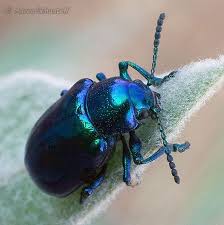 Green Blue Milkweed Beetle Chrysochus Cobaltinus Bugguide Net Insect Photos Beetle Beautiful Bugs