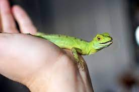 When provided with proper care, reptiles make wonderful and intriguing pets. How To Choose And Care For A Pet Lizard