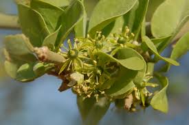 Image result for Balanites aegyptiaca