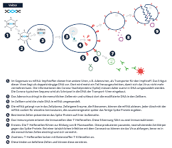 Eine integration der rna in die dna sei aufgrund ihrer unterschiedlichen. Wie Sicher Sind Die Corona Impfstoffe