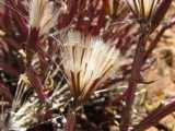 Image result for Kleinia longiflora