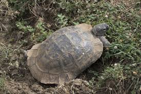 File Testudo Graeca Mediterranean Spur Thighed Tortoise 01