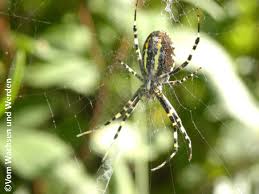 Wespenspinne im slowakischen garten #wespenspinne #wespenspinnen #slowakei #garten #urlaub. Wespenspinne Vom Wachsen Und Werden