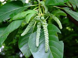 Image result for Hymenodictyon