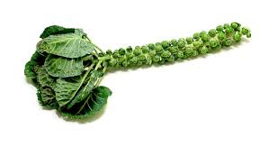 Use a plastic bag and the crisper drawer. Brussel Sprouts On The Stalk Resource Smart Kitchen Online Cooking School