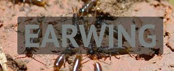 How to diy bed bug removal. Pest Control Brisbane 1300 044 219 Brisbane Local Pest Control