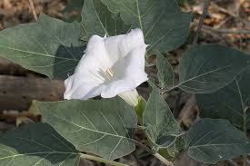 Image result for Datura