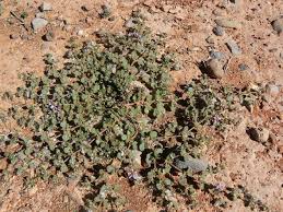 Image result for Fagonia