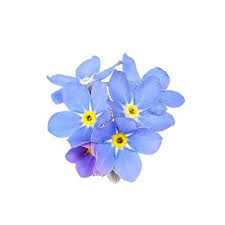 Pin By Adul Poopaibool On Blue Flower Blue Flowers Royalty Free Images Flower Illustration