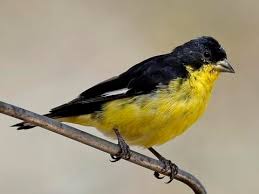 The american goldfinch is a small north american bird in the finch family. Lesser Goldfinch Identification All About Birds Cornell Lab Of Ornithology