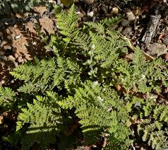 Image result for Cheilanthes