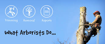 Becoming certified with the isa can broaden your job opportunities and potentially increase your salary. What Does An Arborist Do 2 Min Read With Images