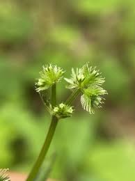 Image result for Sanicula