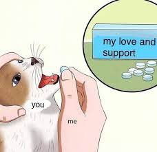 May 31, 2021 · if your cat needs a vitamin supplement but won't swallow pills, mixing a vitamin powder or liquid in her food may be the easiest way to get her to take it. Aww Memebase Funny Memes