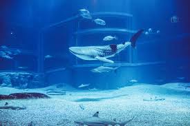 Check spelling or type a new query. 50 Best Aquariums In The World 2021 Tourscanner