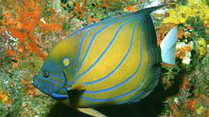 Welcome to tropical paradise holiday inn resort phi phi island, located on a heavenly beachfront of powdery soft white sand that gently merges with the. Hi Resort Phi Phi Island Thailand Ko Phi Phi Booking Com