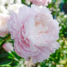 We did not find results for: Peonies Peony Flowers For Sale Breck S