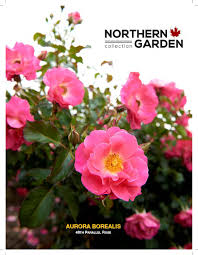 Check spelling or type a new query. 2021 Northern Garden Collection Reference Guide By P Ronald Issuu